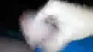 الديك الأسود تخوض موسيقى